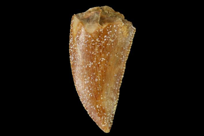 Serrated, Raptor Tooth - Real Dinosaur Tooth #160043